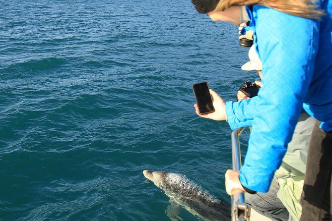 Bird Watching and Dolphin Eco-Tour from Picton - Authentic Wildlife Encounters with Marine Biologists