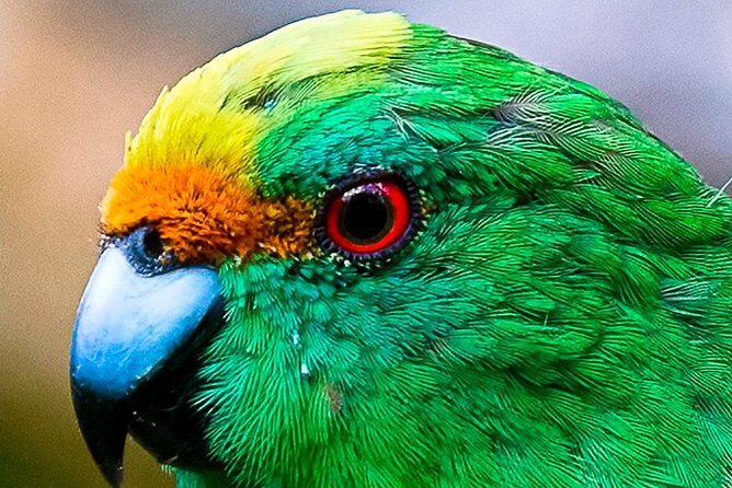 Bird Watching and Dolphin Eco-Tour from Picton - Visiting Motuara Island — A Bird Sanctuary