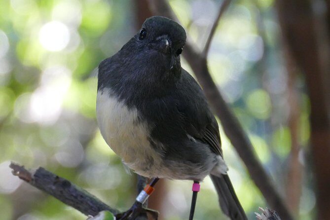 Bird Watching and Dolphin Eco-Tour from Picton - Wildlife and Marine Mammal Spotting