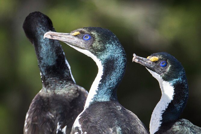 Bird Watching and Dolphin Eco-Tour from Picton - Whats Included — Value for Money