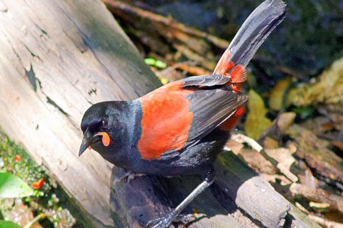Bird Watching and Dolphin Eco-Tour from Picton - The Itinerary in Detail