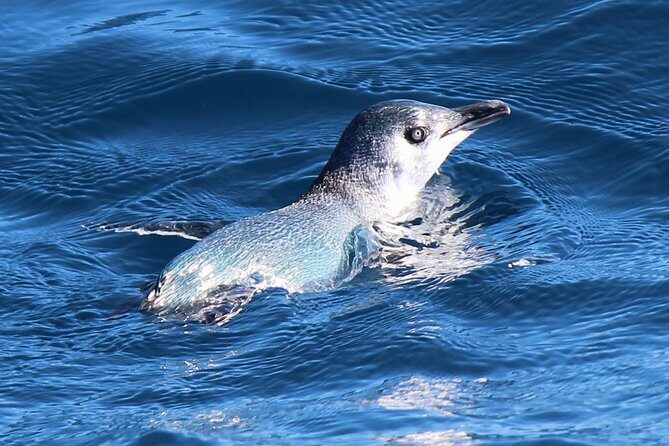 Bird Watching and Dolphin Eco-Tour from Picton - Practicalities: What You Need to Know