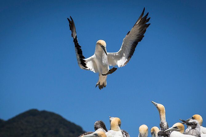 Bird Watching and Dolphin Eco-Tour from Picton - Who Should Consider This Tour?