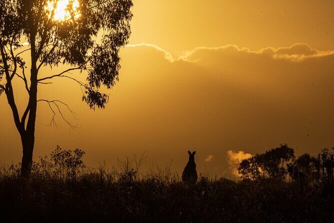 Bird watching and photography around Bathurst, Australia - Introducing the Bird Watching and Photography Tour around Bathurst