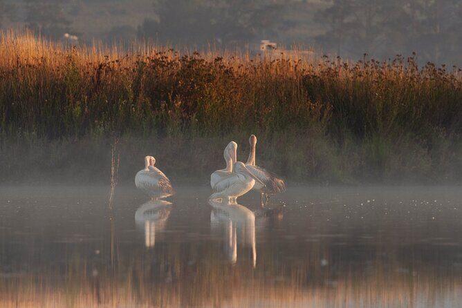Bird watching and photography around Bathurst, Australia - An in-depth look at the tour itinerary