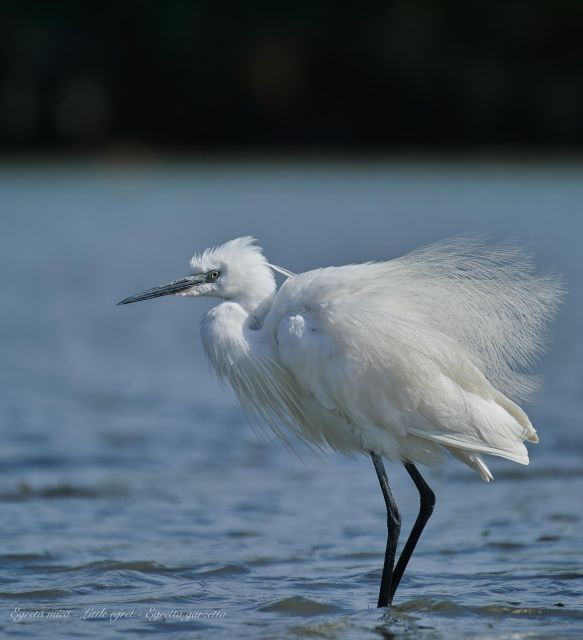 bird-watching-and-photography-private-tour-near-constanta