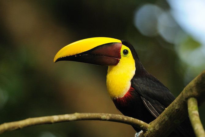 bird-watching-arenal-oasis