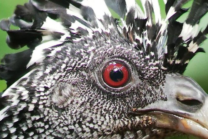 bird-watching-arenal-oasis