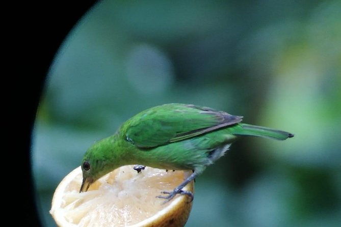 bird-watching-arenal-oasis