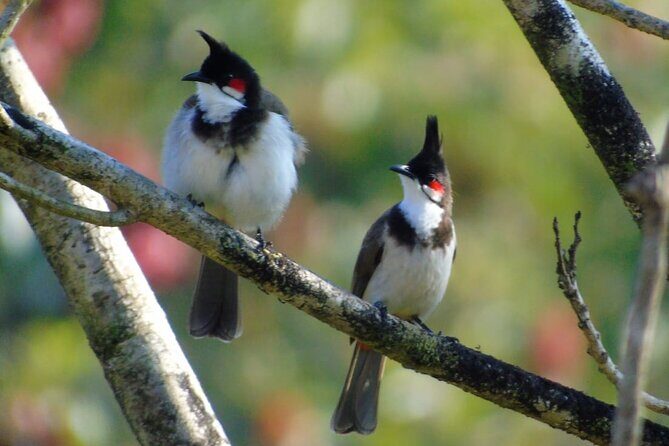 Bird Watching at Kodachadri - Bird Watching at Kodachadri: A Nature Lover’s Dream in Karnataka