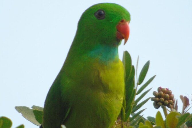 Bird Watching at Kodachadri - Key Points