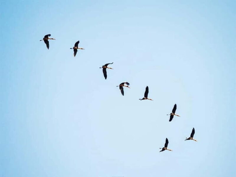 Bird Watching at Tonle Sap Forest and Lotus Farm Siem Reap - How Does the Tour Deliver Value?