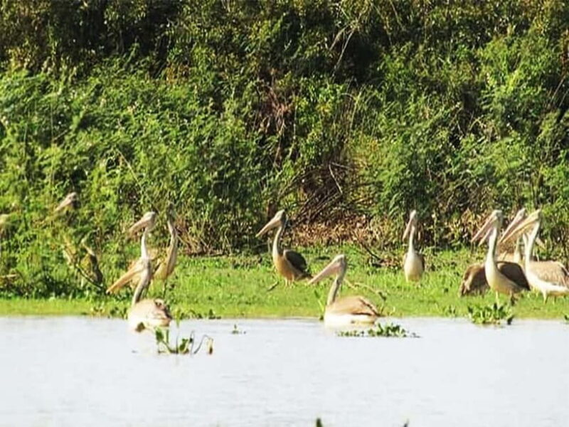 Bird Watching at Tonle Sap Forest and Lotus Farm Siem Reap - The Sum Up