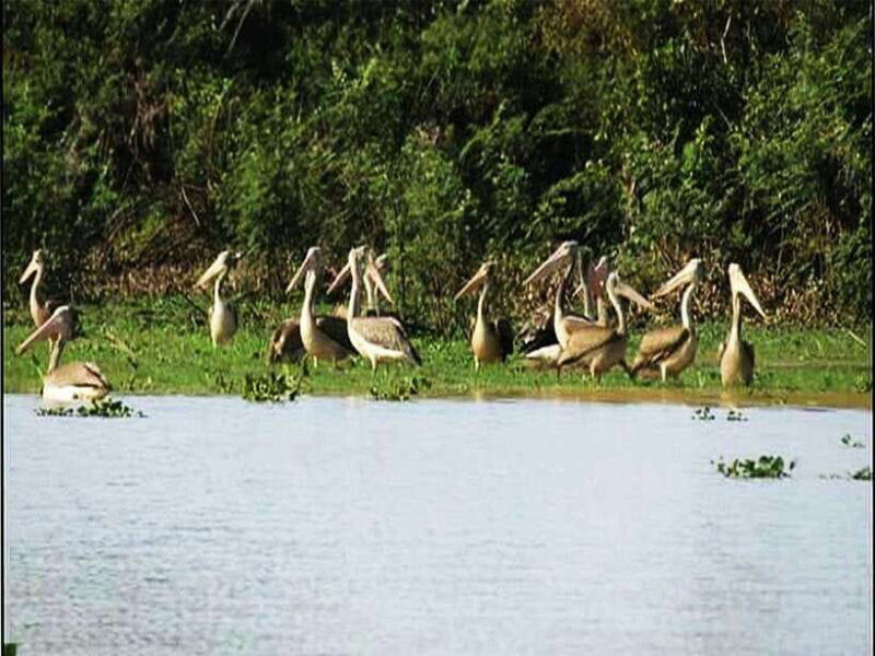bird-watching-at-tonle-saps-inundated-forest-from-siem-reap