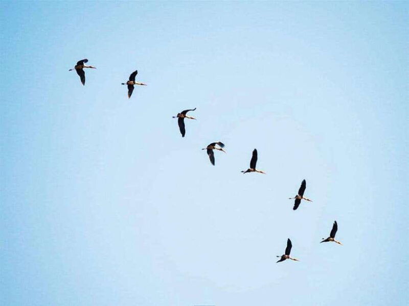 bird-watching-at-tonle-saps-inundated-forest-from-siem-reap