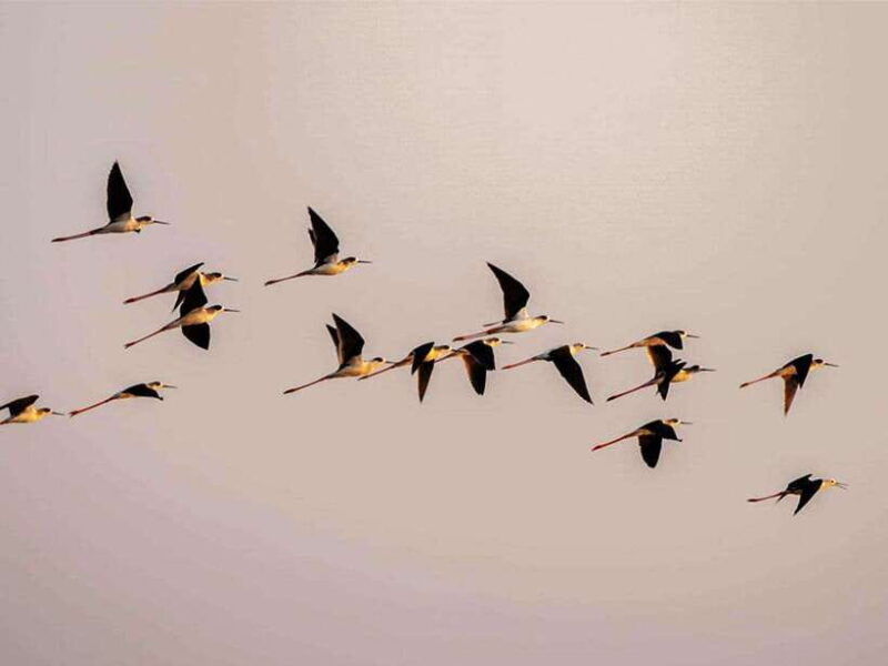 bird-watching-at-tonle-saps-inundated-forest-from-siem-reap