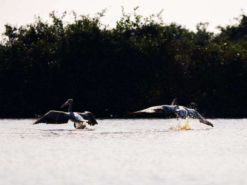 bird-watching-at-tonle-saps-inundated-forest-from-siem-reap