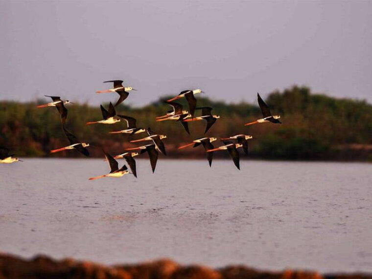 bird-watching-at-tonle-saps-inundated-forest-from-siem-reap