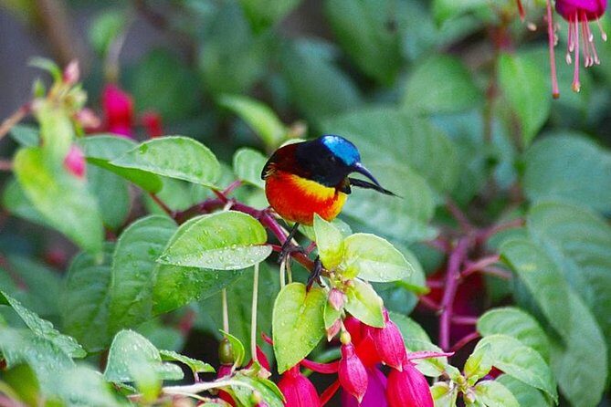 Bird Watching Doi Inthanon - Key Points
