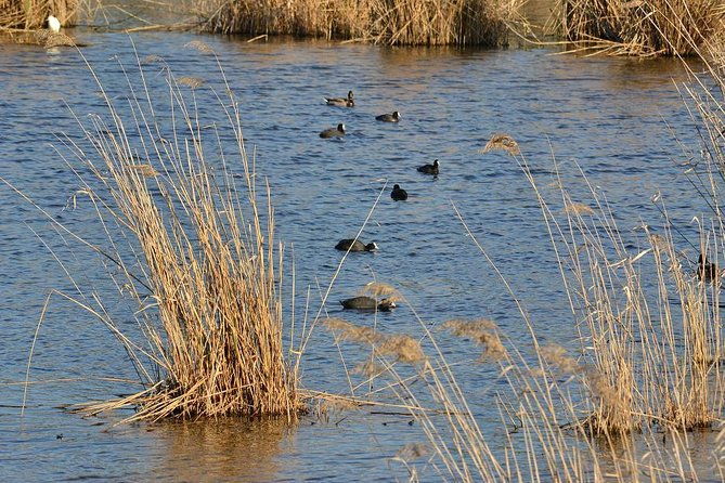 bird-watching-in-albufeira-lagoon