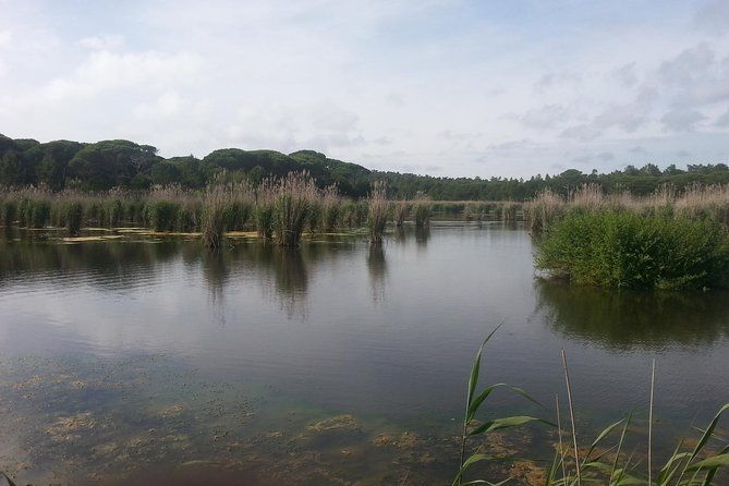 bird-watching-in-albufeira-lagoon