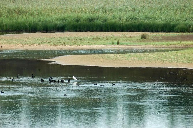 bird-watching-in-albufeira-lagoon