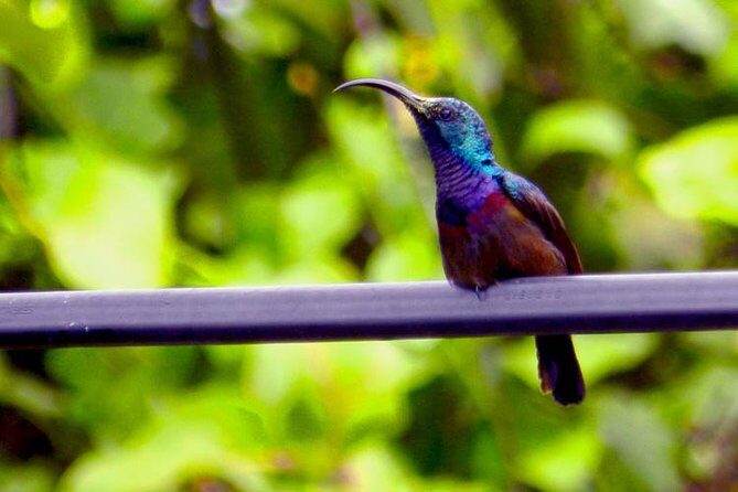 Bird watching in Colombo Wetlands- Guided Bird Walks - Who Is This Tour Best Suited For?