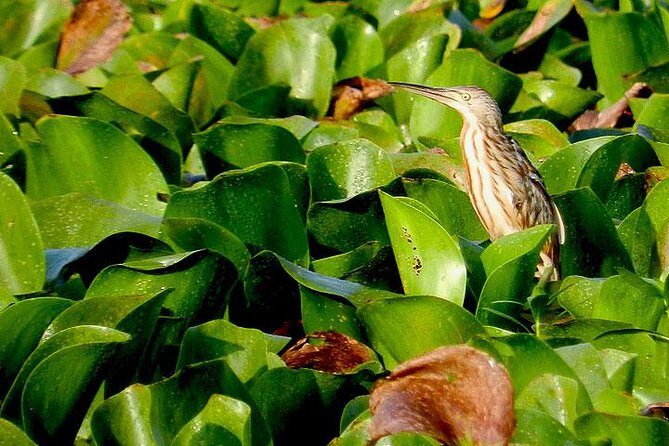 Bird watching in Colombo Wetlands- Guided Bird Walks - FAQs