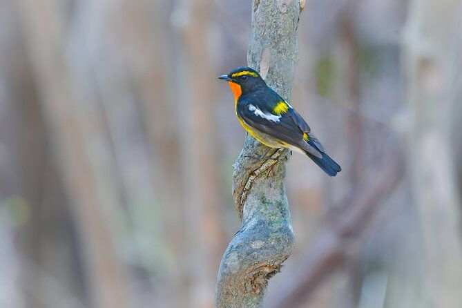 bird-watching-in-the-nature-around-nikko-toshogu-shrine