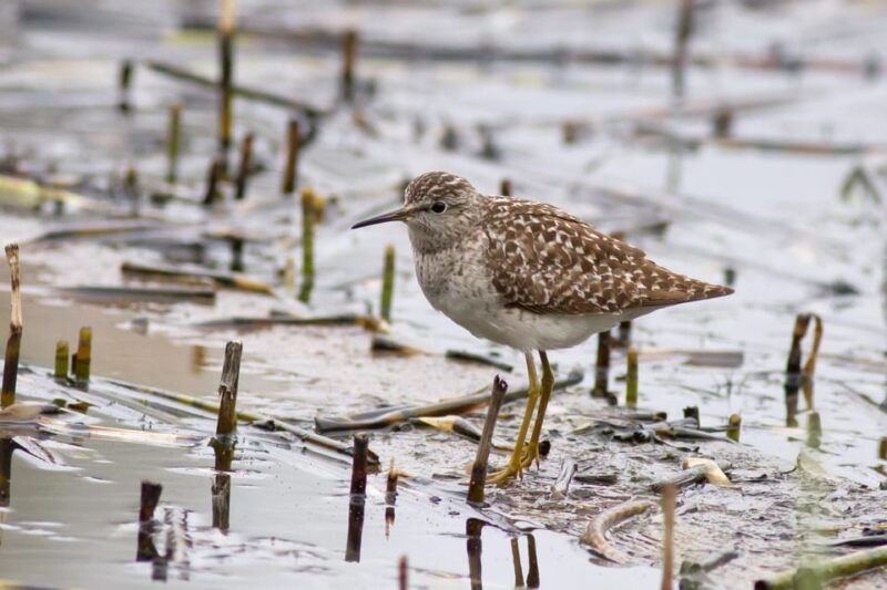 bird-watching-in-the-stockholm-archipelago