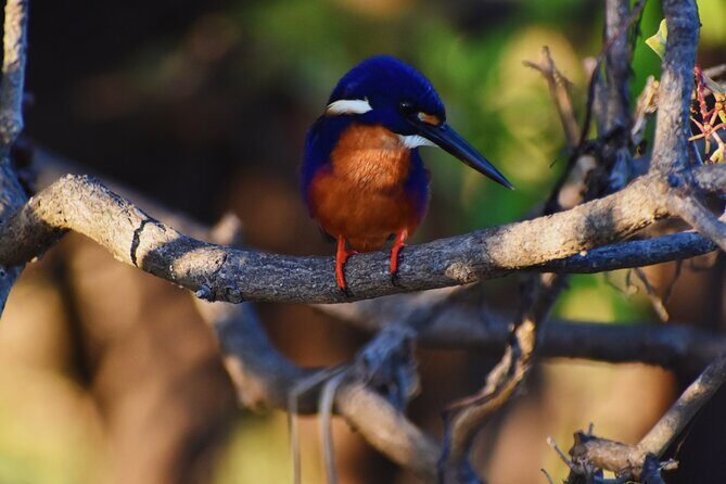 Bird Watching Kayak Tour - Exploring the Bird Watching Kayak Tour in Detail