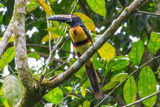 bird-watching-near-the-arenal-volcano