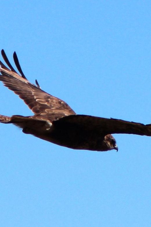 bird-watching-the-raptors
