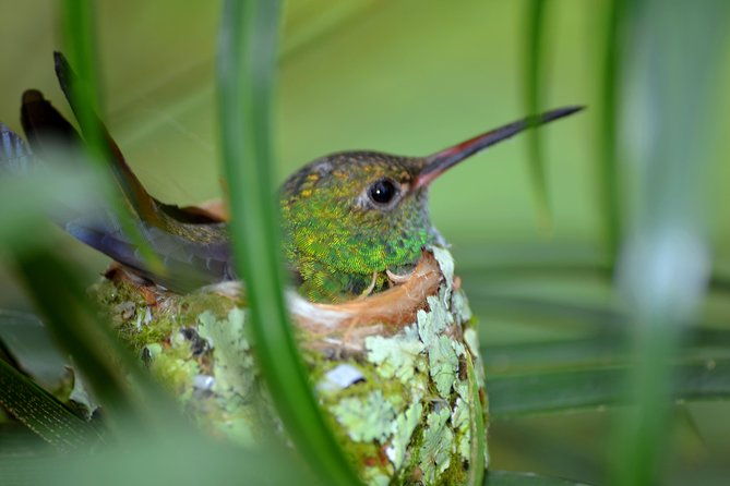 bird-watching-tour-arenal-mundo-aventura