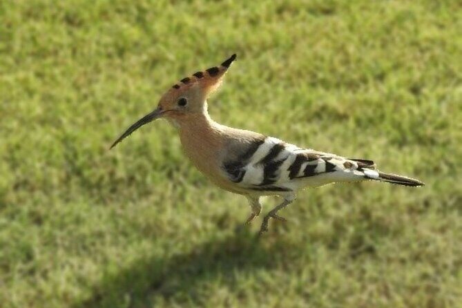 Bird Watching Tour Dubai - Introduction: Exploring Dubai’s Bird Watching Hidden Gems