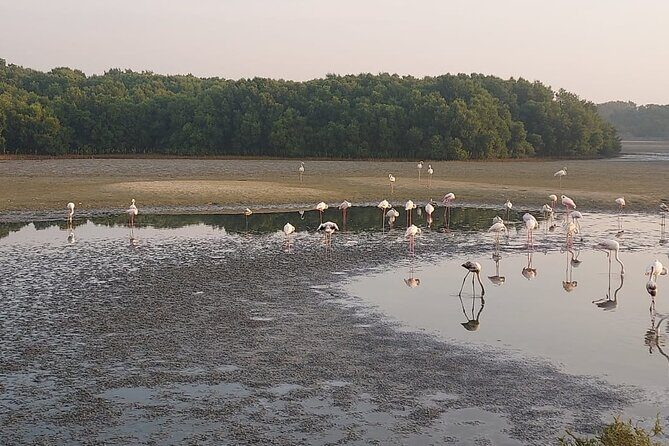 Bird Watching Tour Dubai - Key Points