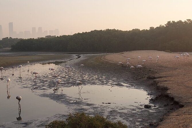 Bird Watching Tour Dubai - Final Thoughts: Why You Should Consider This Tour