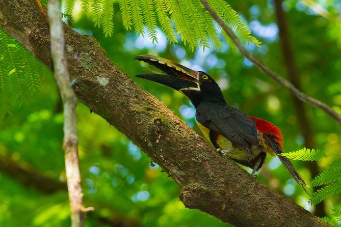 bird-watching-tour-in-la-fortuna