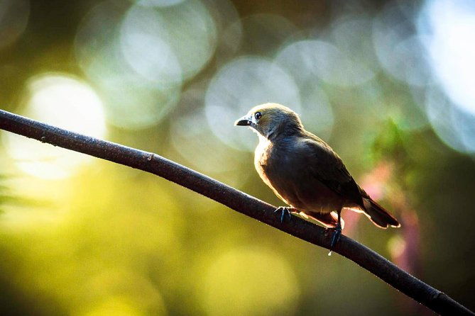 bird-watching-tour-in-la-fortuna