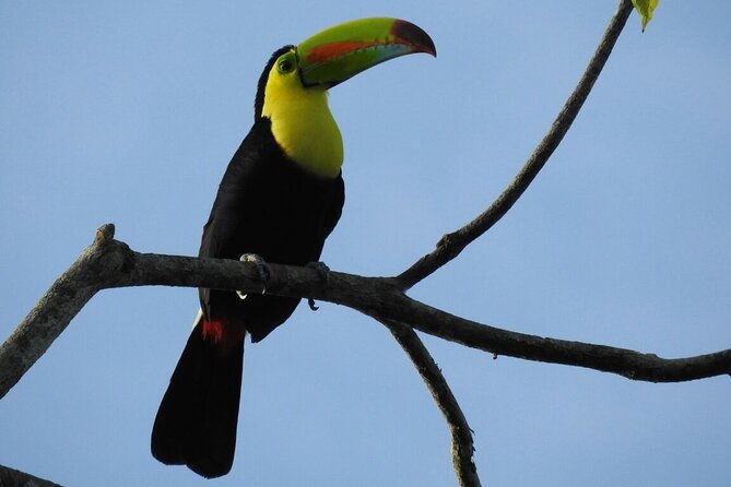 bird-watching-tour-in-monteverde