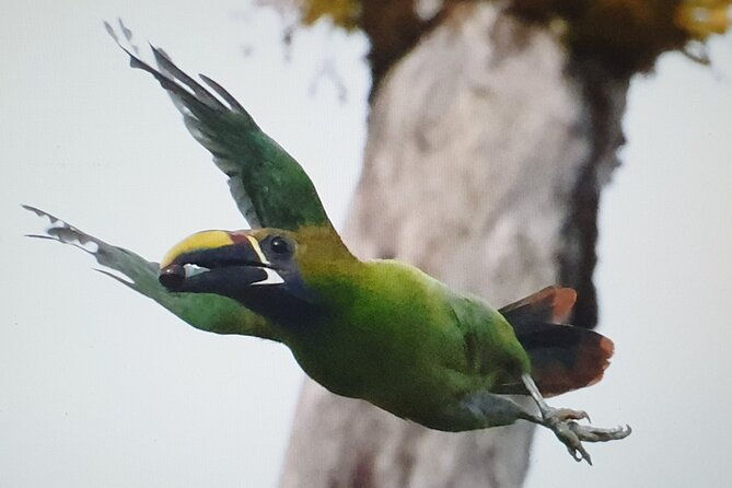 bird-watching-tour-in-monteverde