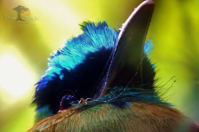 bird-watching-tour-in-monteverde