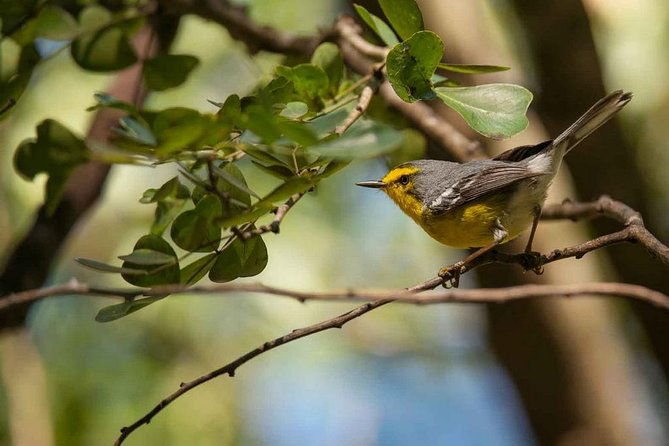 bird-watching-tour-in-st-lucia