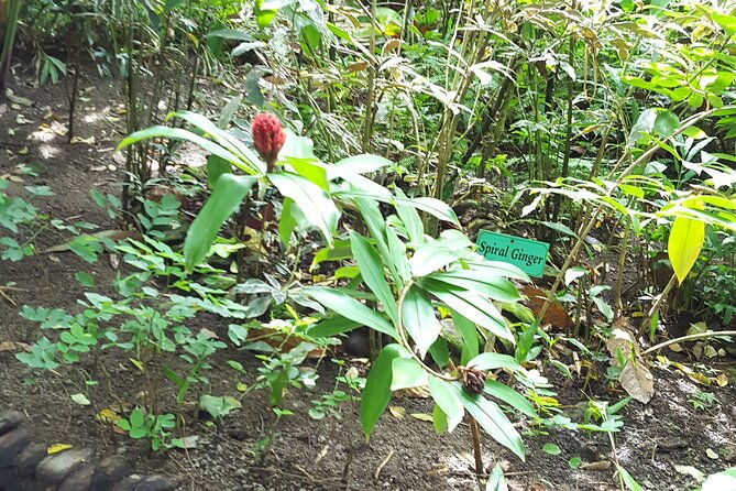 bird-watching-tour-in-st-lucia