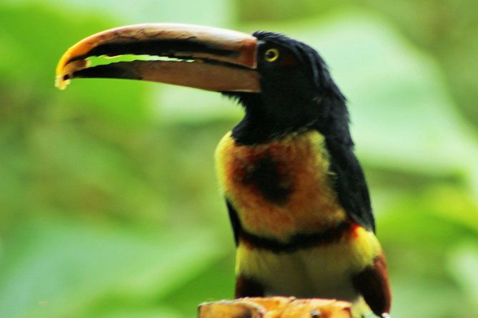 bird-watching-tours-with-sandra-plua-manabi-ecuador