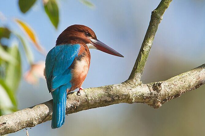 Bird Watching with Cannoning Tour in Chitwan National Park - The Canoeing Experience: A Quiet Window into Nature