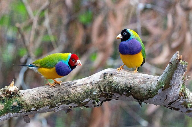 Bird Watching with Cannoning Tour in Chitwan National Park - Practical Details & Value for Money