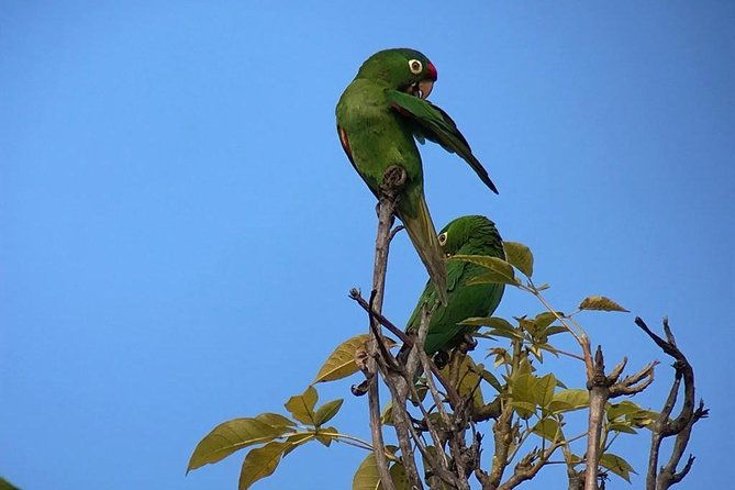 birding-at-el-rey-marshesrice-fieldscanals-private-birding-tour