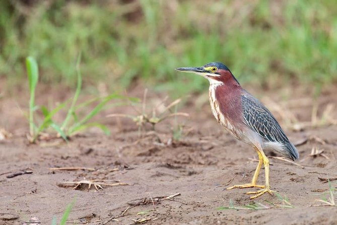 birding-at-el-rey-marshesrice-fieldscanals-private-birding-tour