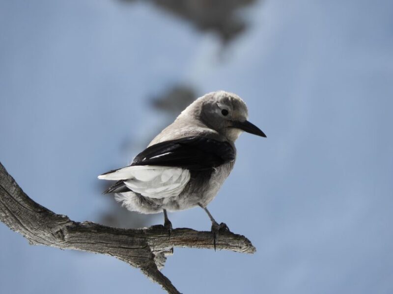 Birding Hike and Hot Spring Soak from Denver - A Well-Designed Day in Colorado: What to Expect